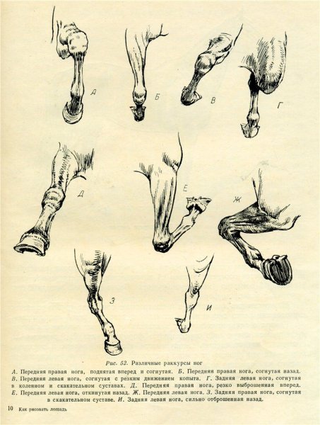 Задняя согнутая нога лошади