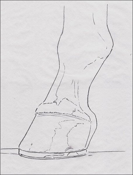 Копыто рисунок карандашом
