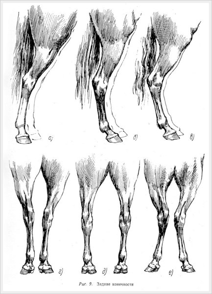 Копыта лошади вид сбоку