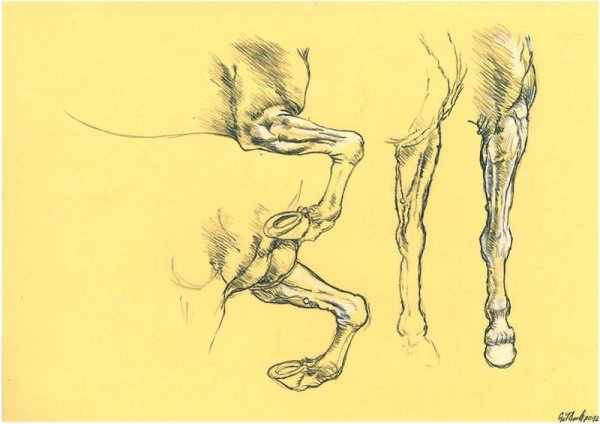 Копыта лошади референс