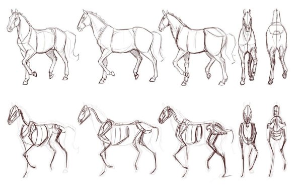 Лошадь референс