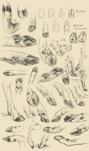 Копыта оленя референс