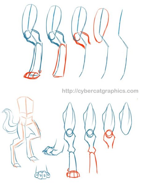 Анатомия анатомия фурри