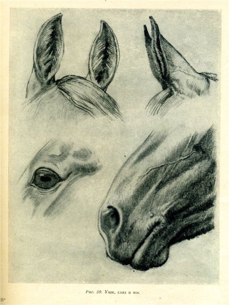 Анатомия морды лошади