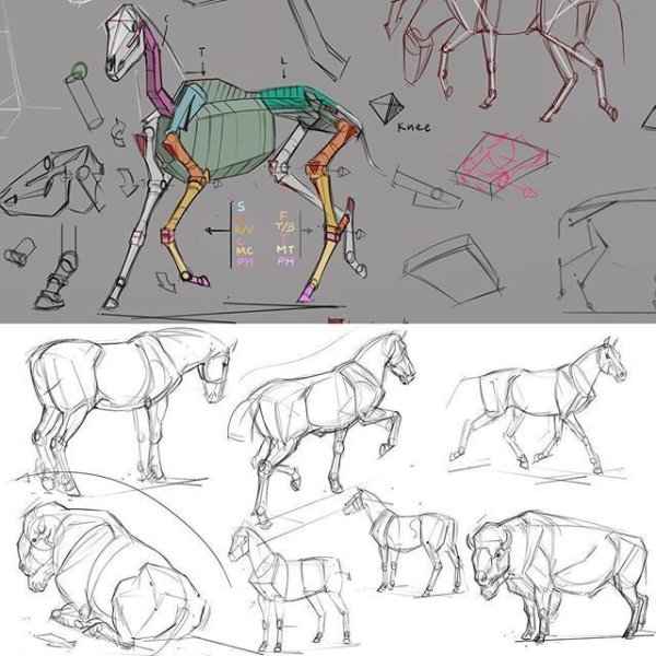 Лошадь референс анатомия