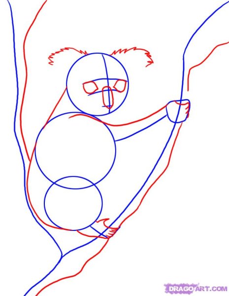 Пошаговый рисунок коалы