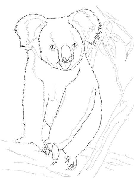 Раскраска Куала