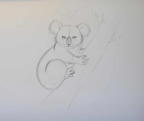Коала рисунок карандашом для срисовки