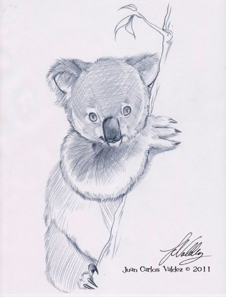 Коала скетч