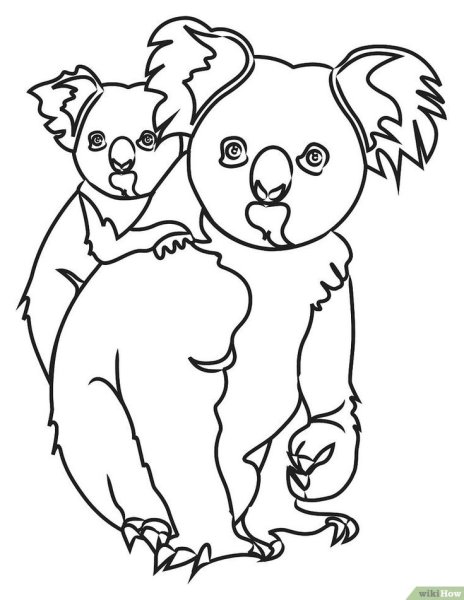 Коала рисунок