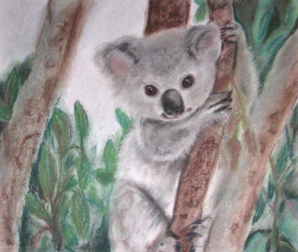 Коала пастелью