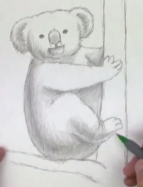 Коала простым карандашом