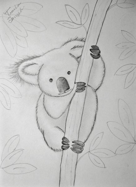 Нарисовать коалу карандашом