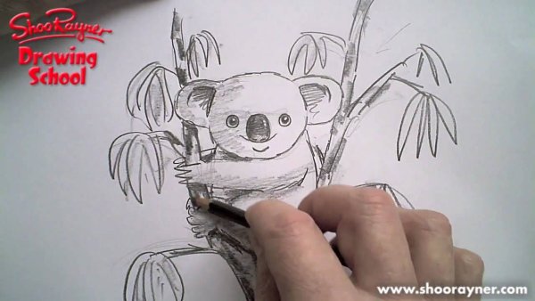 Картинки коалы для срисовки