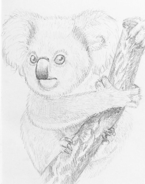 Коала карандашом