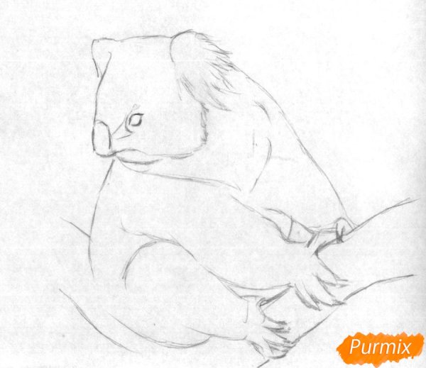Коала рисунок карандашом поэтапно