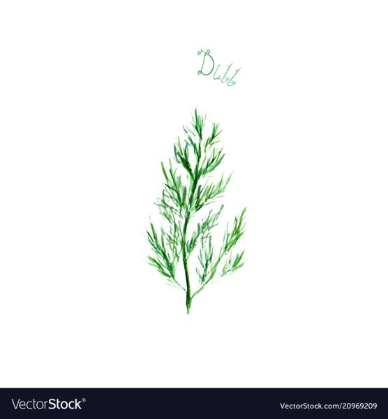 Укроп рисунок акварелью