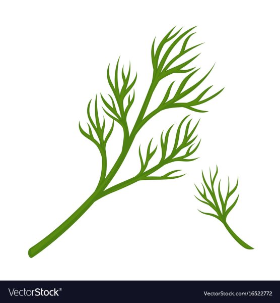 Укроп рисовать