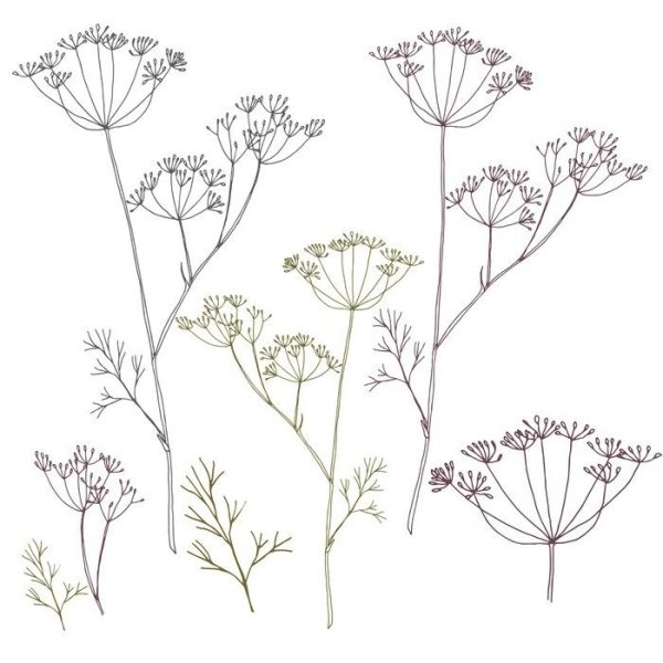 Трафарет укроп