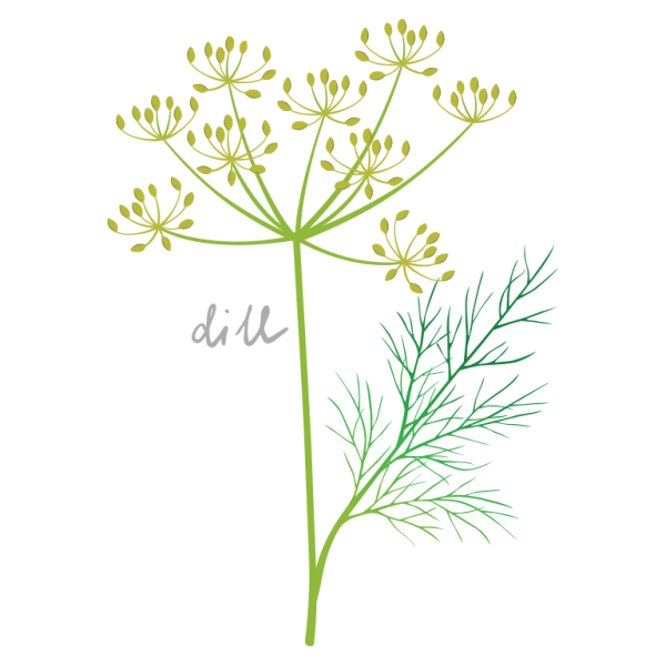 Фенхель ветка