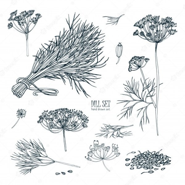 Укроп эскиз