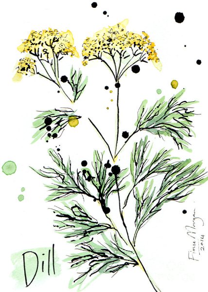 Укроп рисунок акварелью