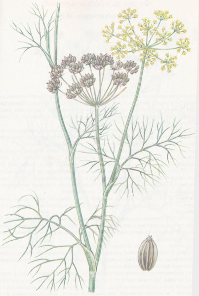 Укроп огородный Фармакогнозия