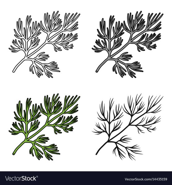 Укроп петрушка вектор