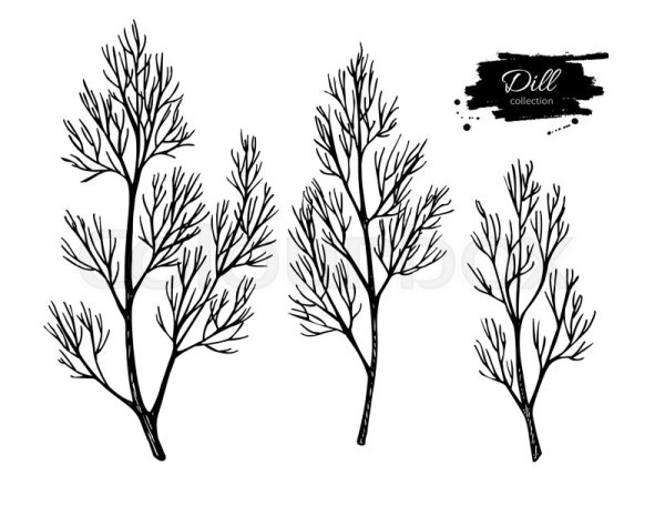 Раскраска пучок укропа