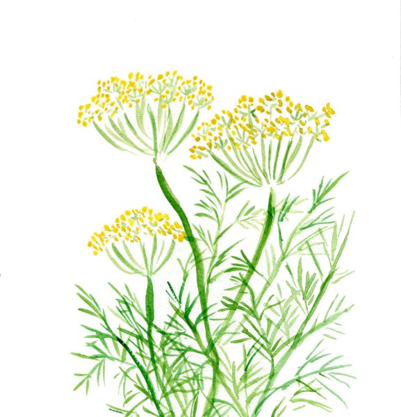 Картины с укропом