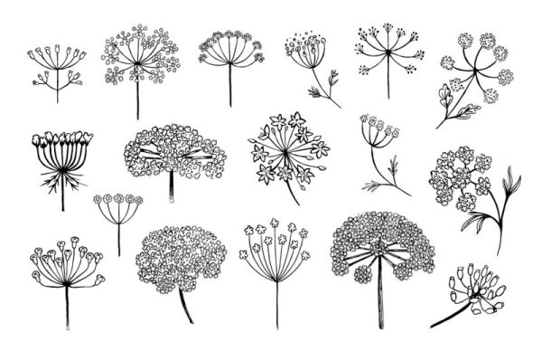 Зонтичные растения Графика