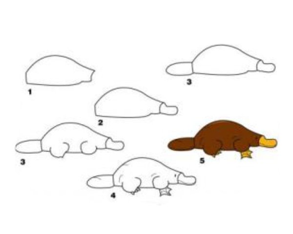 Поэтапное рисование для малышей Утконос