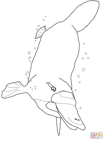 Утконос для раскрашивания