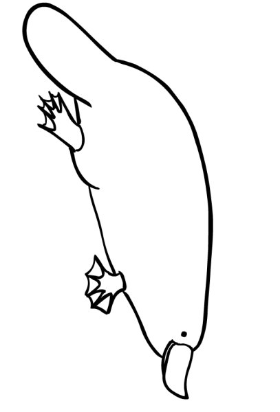 Утконос рисунок