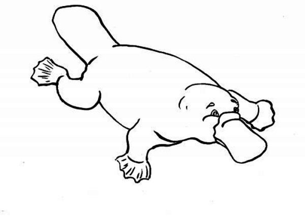 Дети утконоса