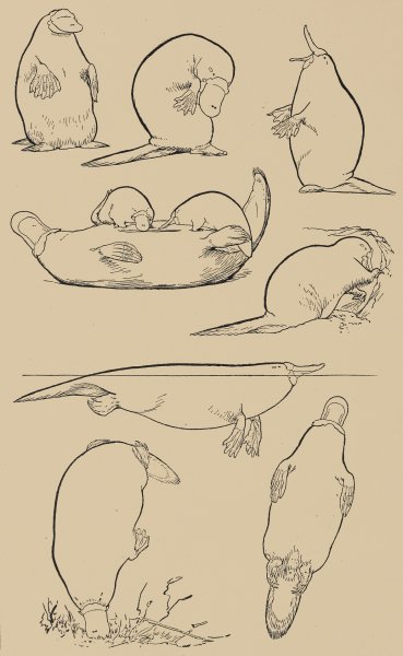 Утконос строение тела