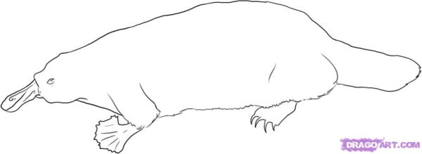 Утконос раскраска