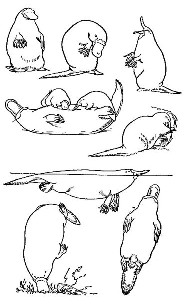 Утконос подкласс