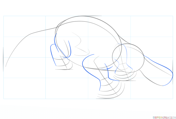 Утконос поэтапное рисование