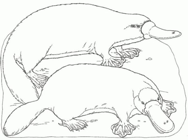 Нора утконоса схема