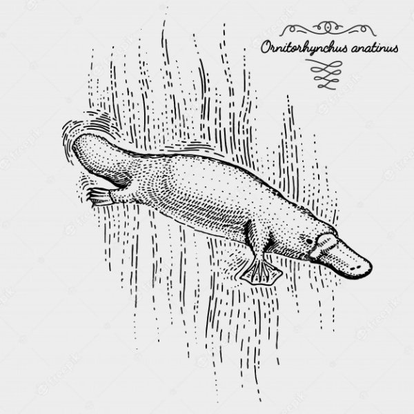 Владимир Рюмин Утконос