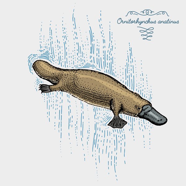 Space Platypus как нарисовать