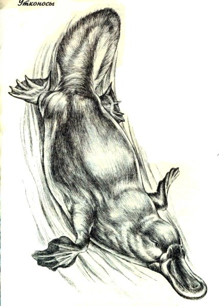 Утконос схема