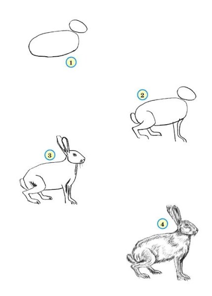 Утконос животное раскраска