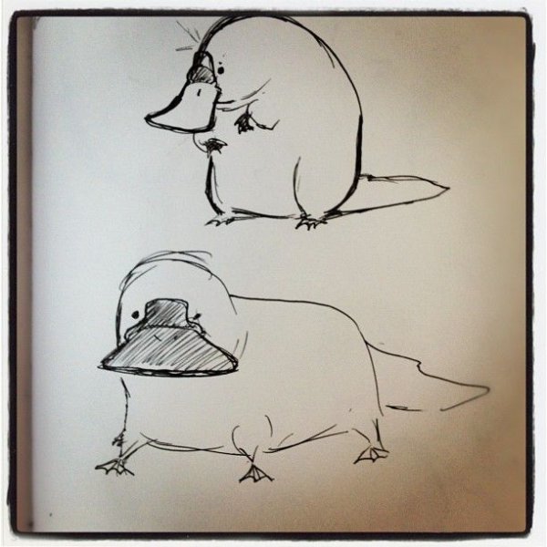 Утконос чёрно белая картинка