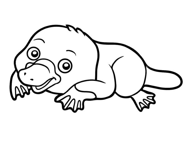 Животные Австралии раскраска Утконос