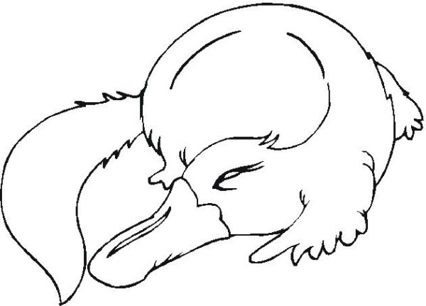 Утконос картинка раскраска