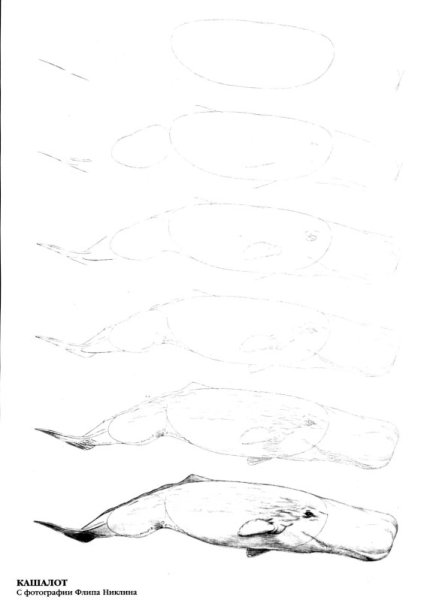 Рисование кита поэтапно