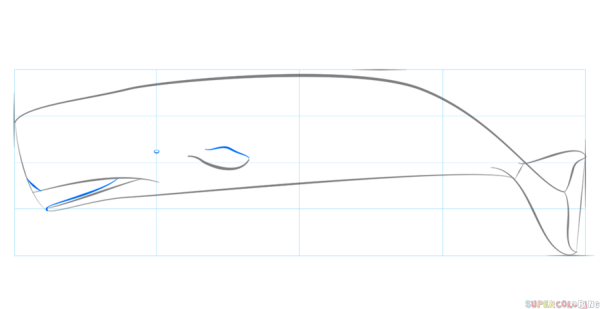 Кашалот рисунок пошаговый