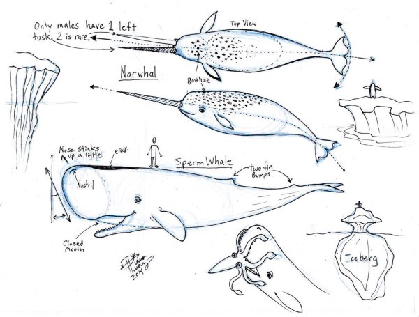 Нарвал выкройка